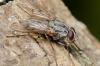 Phaonia fuscata